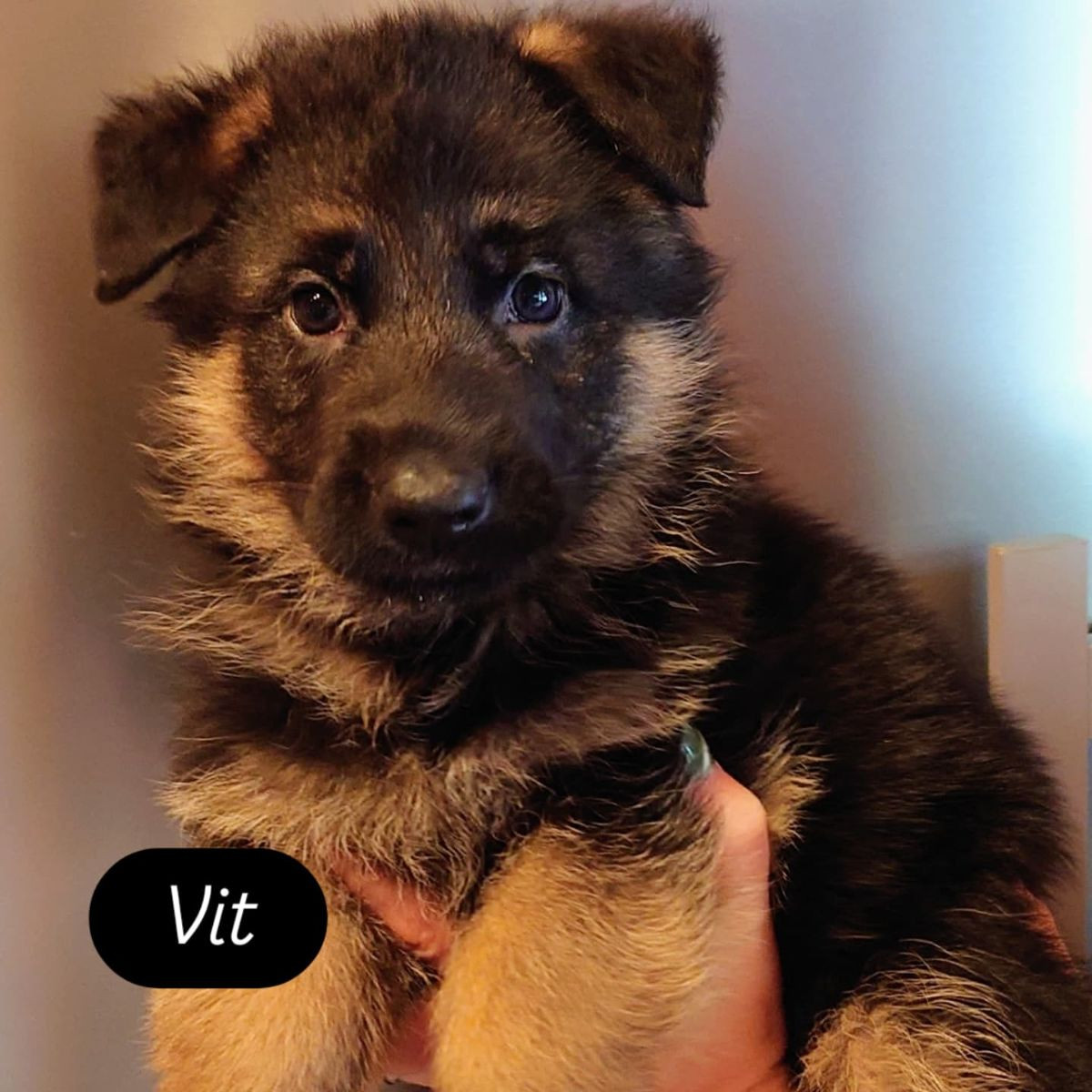 AO