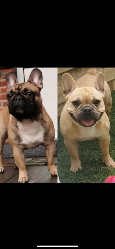 Los Dinegro's kennel