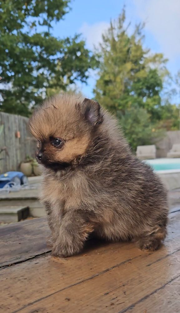 Tiny Winne
