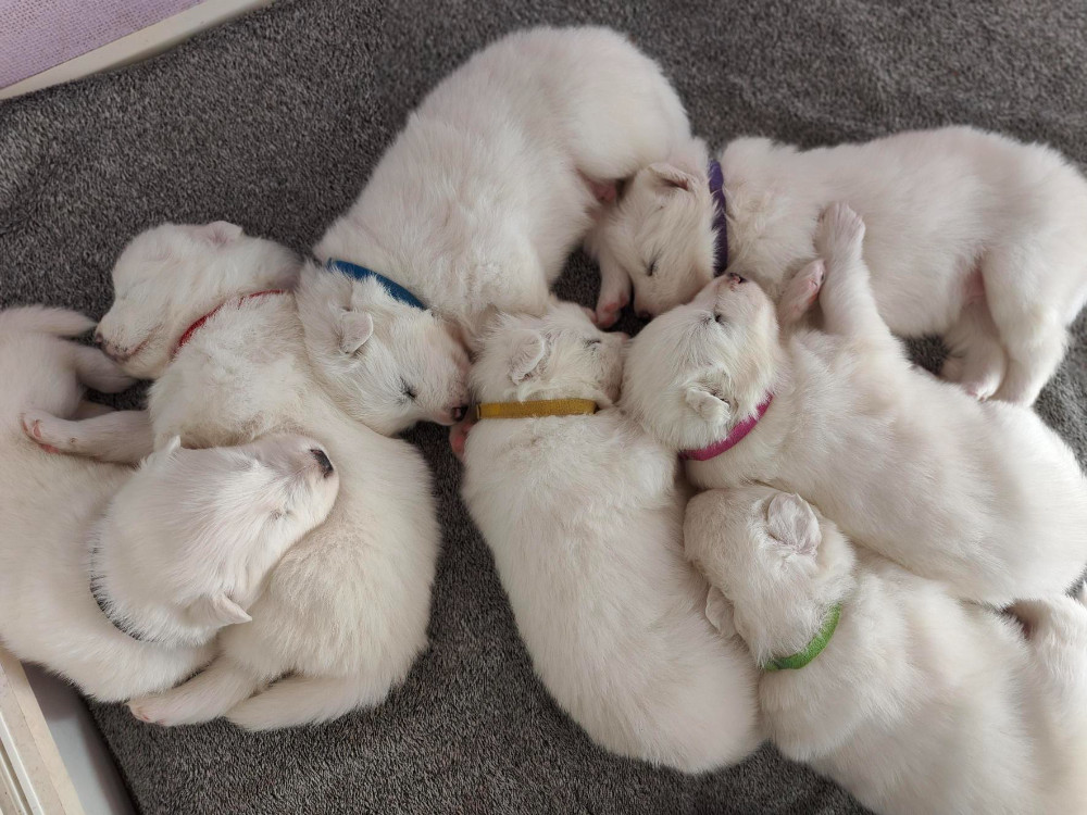 Snowvalley Canines