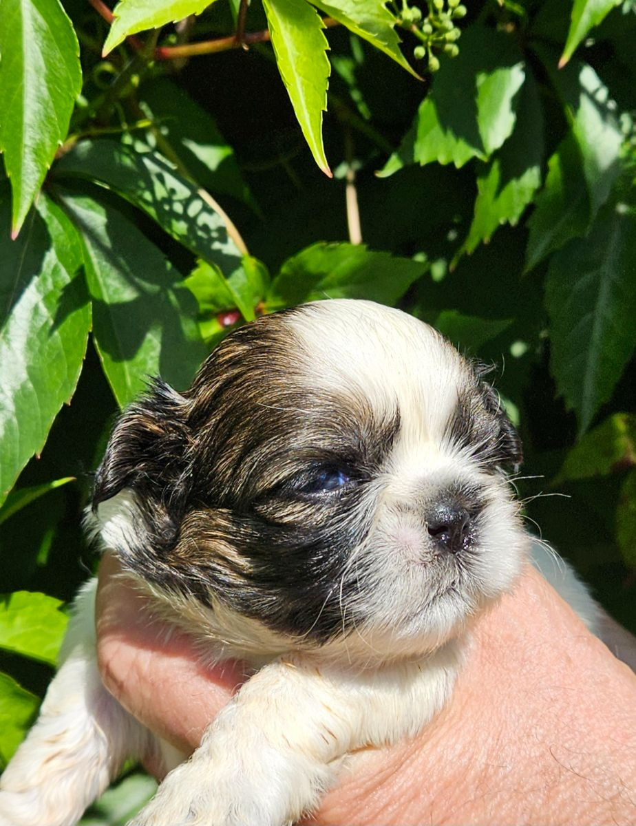 Shih tzu