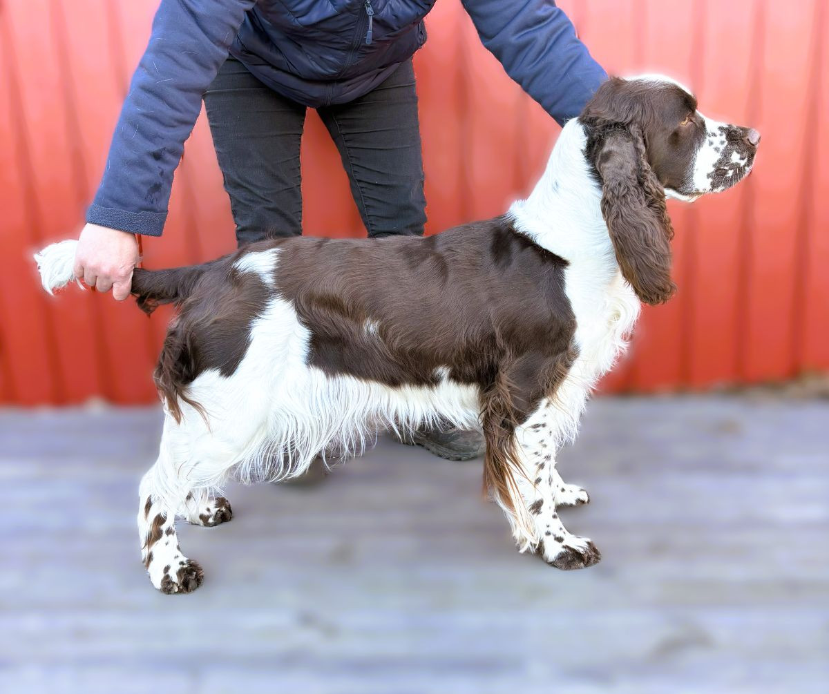Passion Spaniels