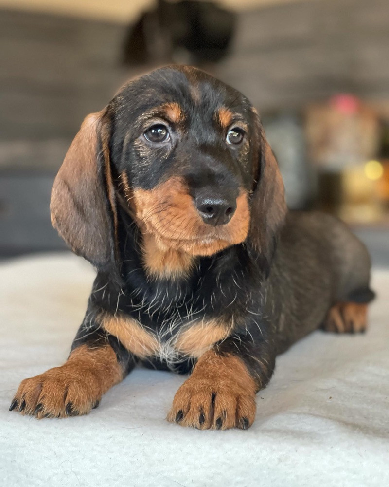 Dachshund