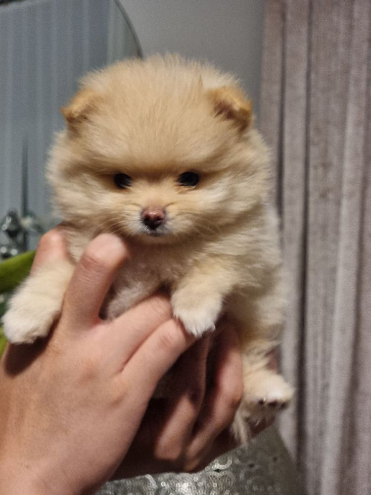 Exclusive pom