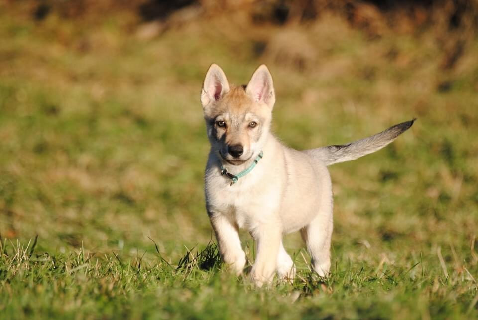 Czechoslovakian Wolfdog