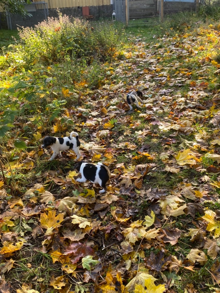 Leikells