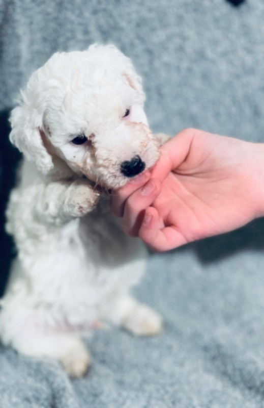 Spanish Water Dog (Perro de Agua Espanol)