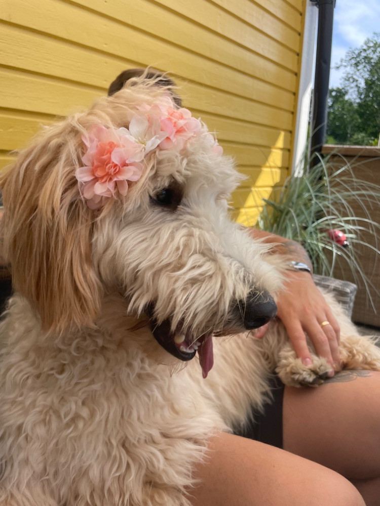 labradoodle