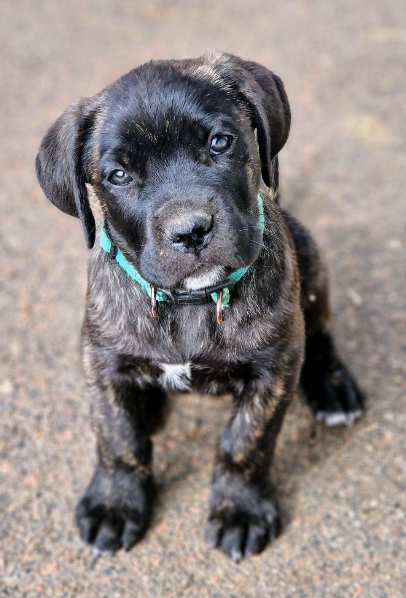 Cane corso