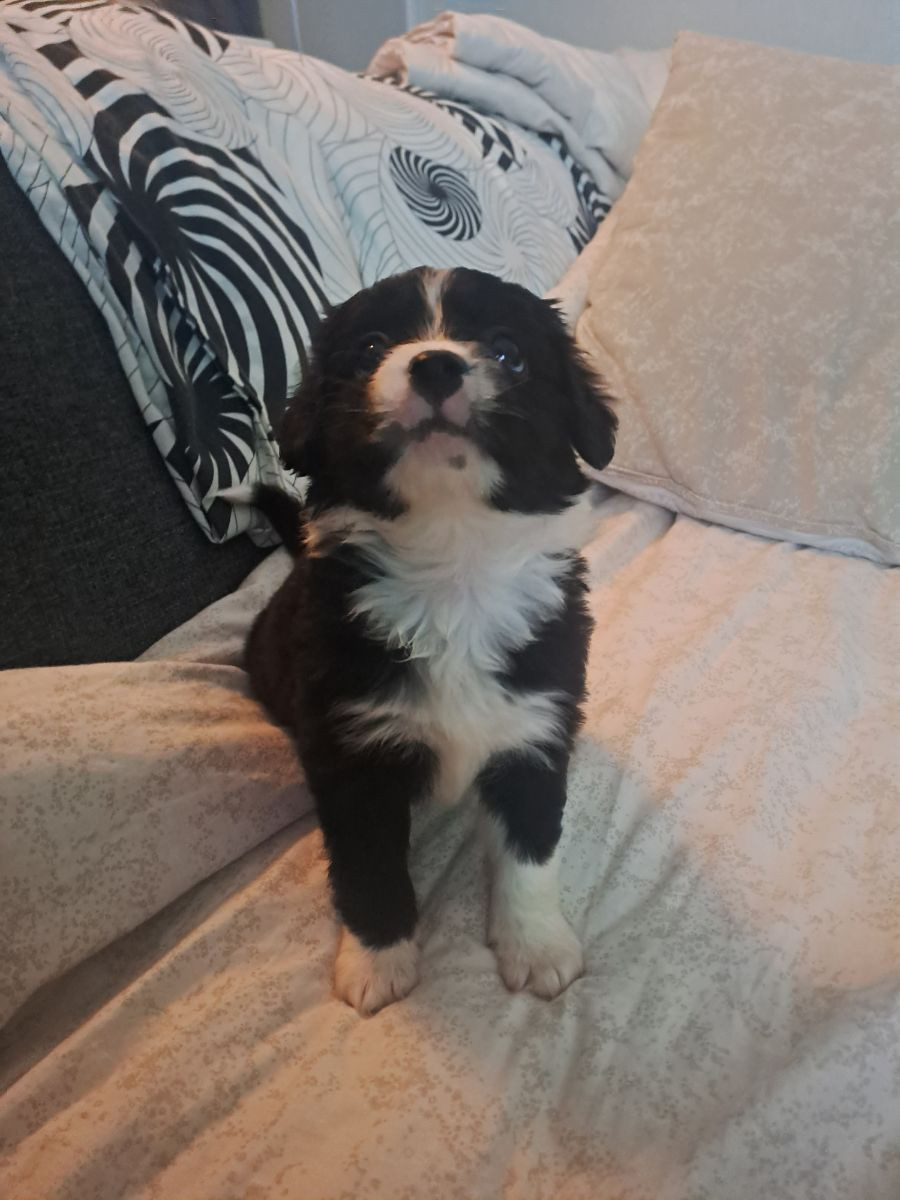 Maltipoo
