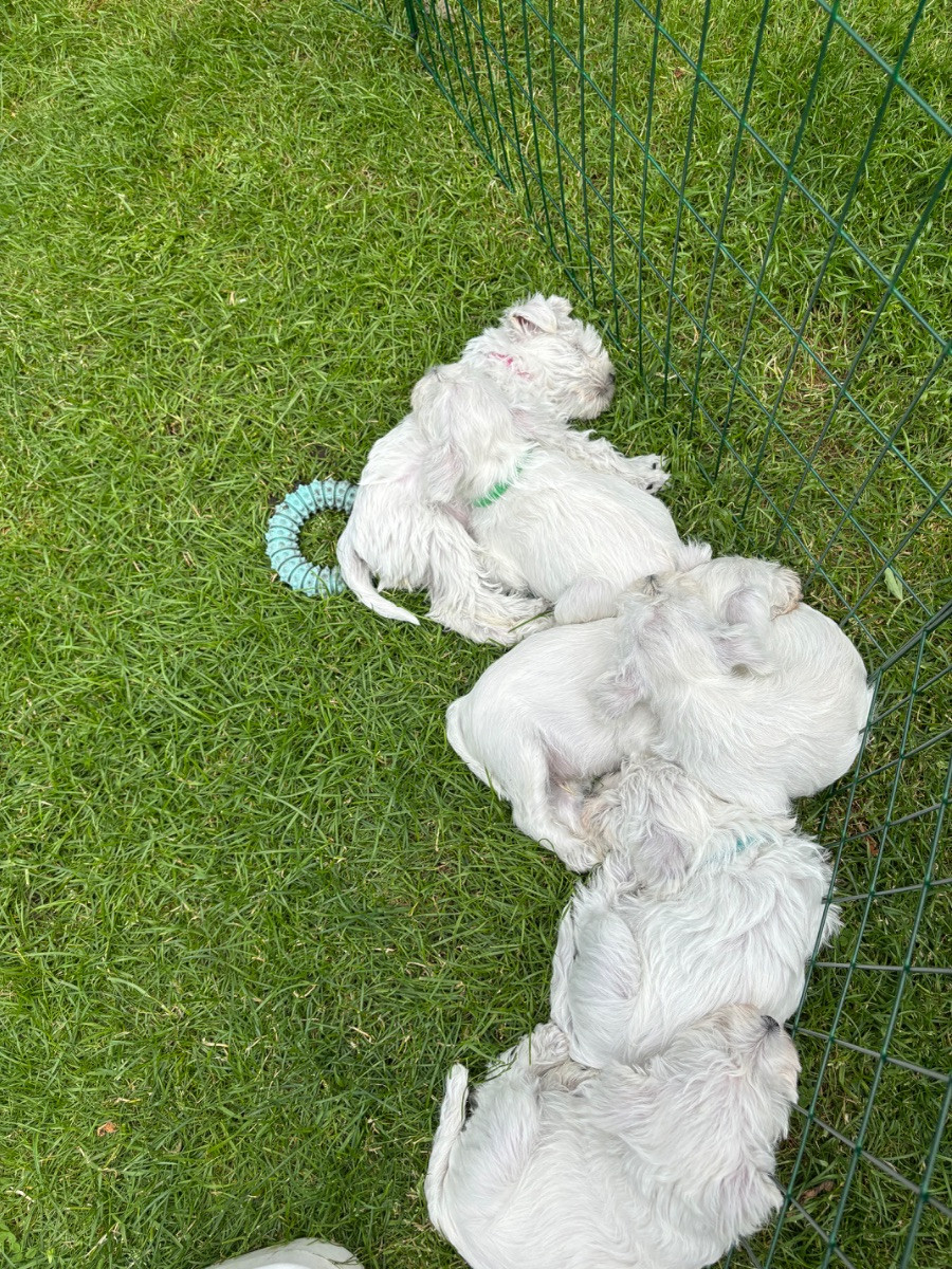 Miniature Schnauzer