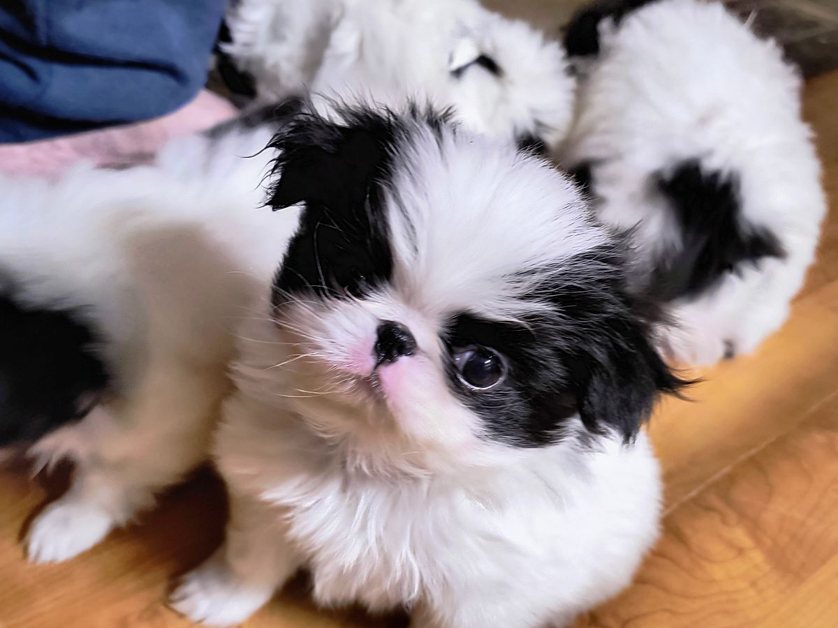 Japanese Chin