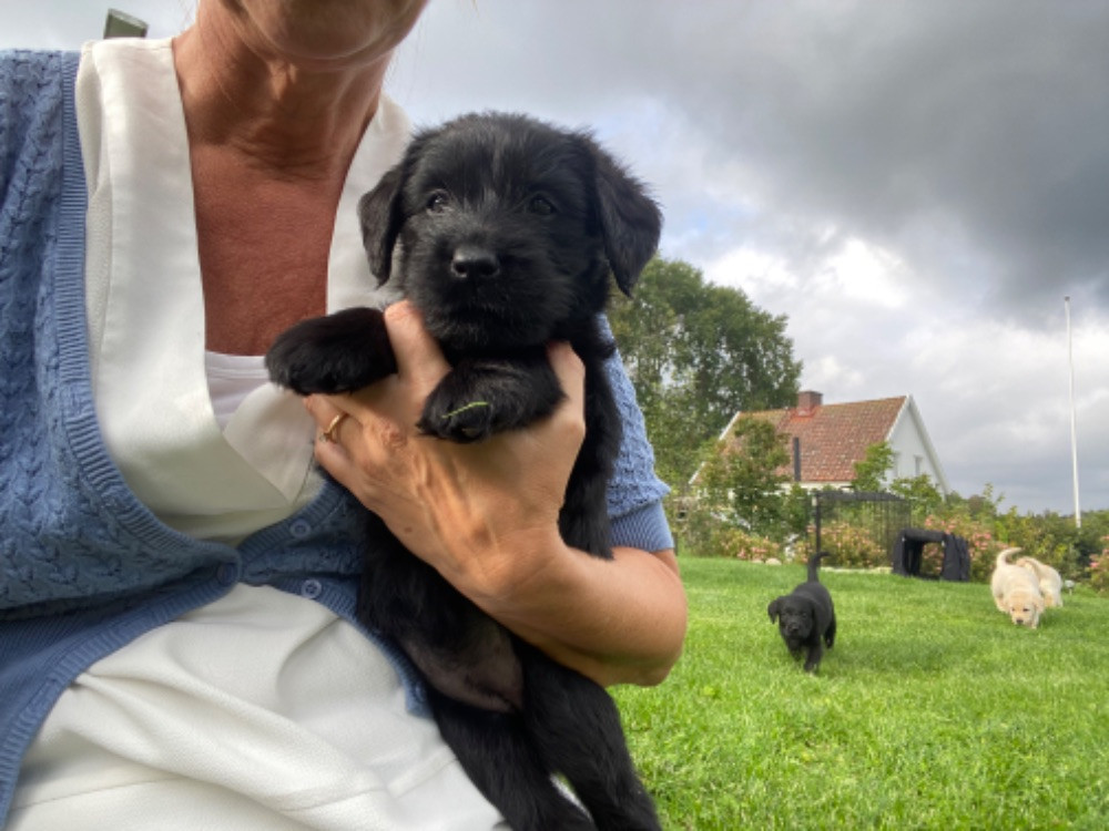 Labradoodle