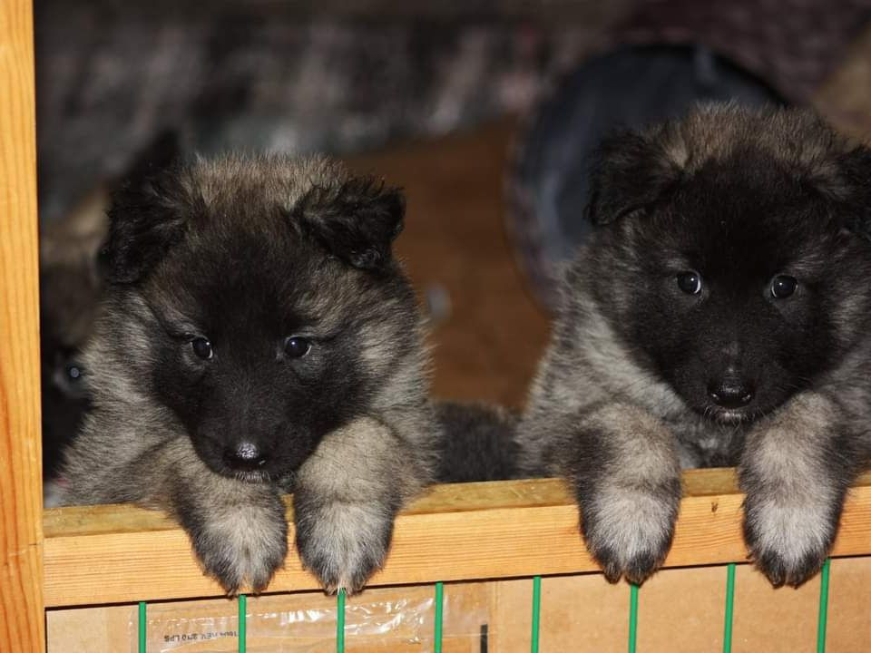 Silverskallets