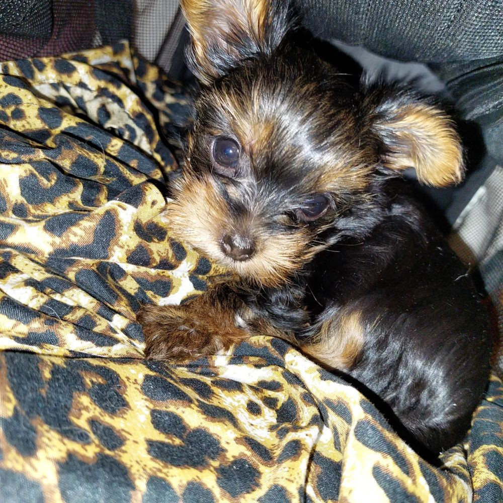 Yorkshire Terrier