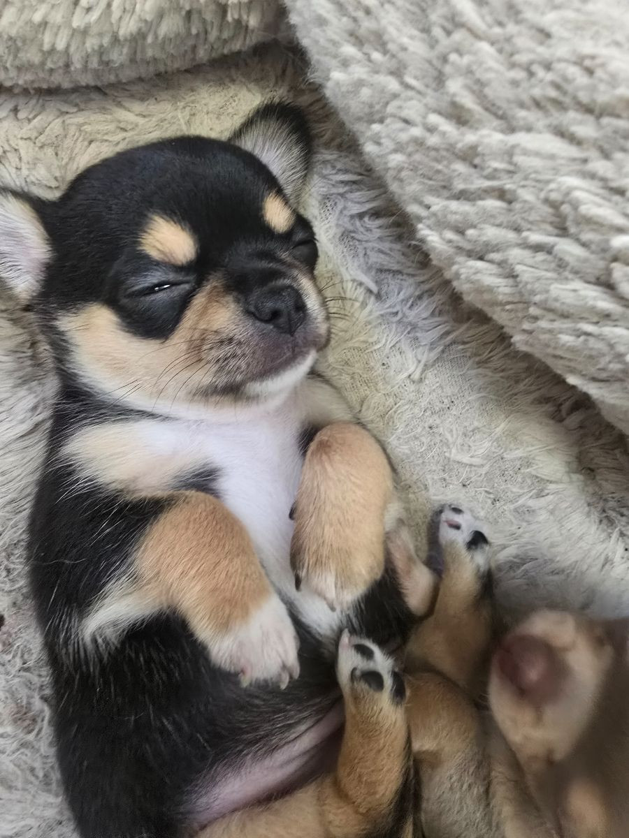 Paulas chihuahuaor