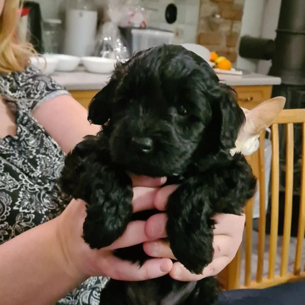 Babsan hund och kattklipp , babsans cockerpoo