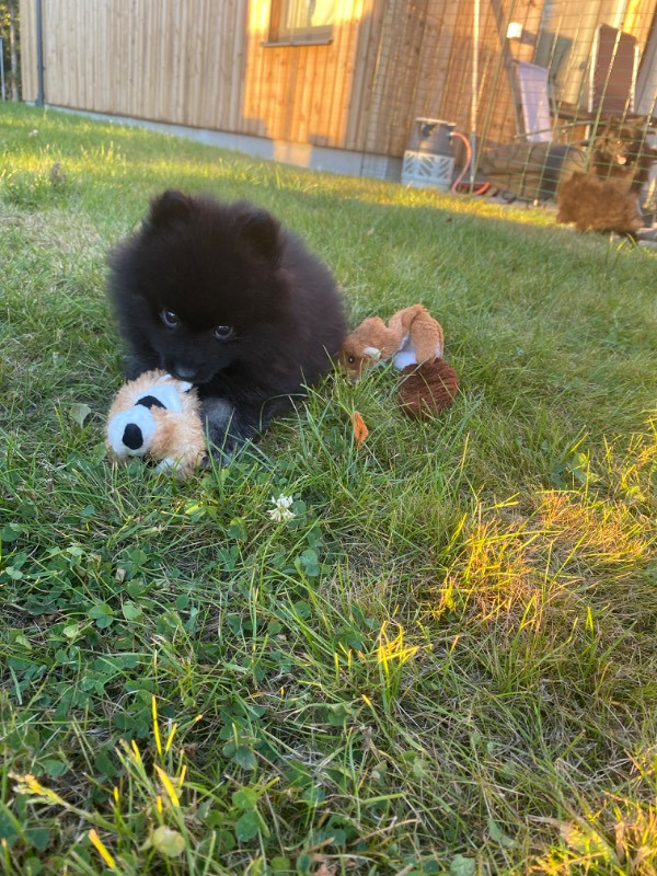 Piontassens kennel