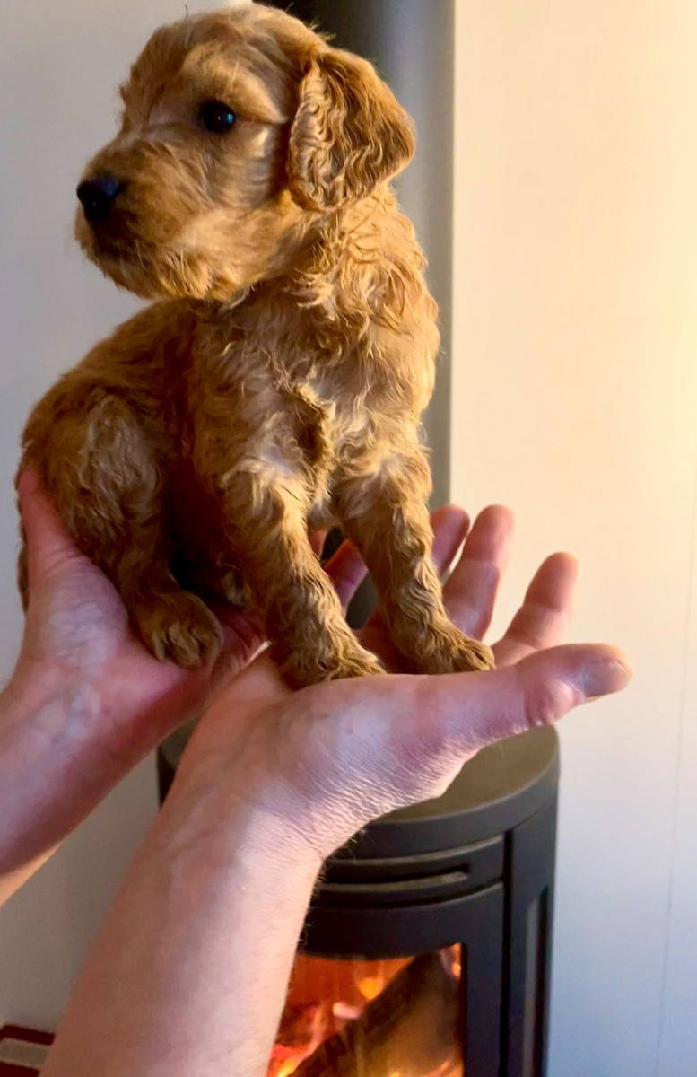 Fluffssons