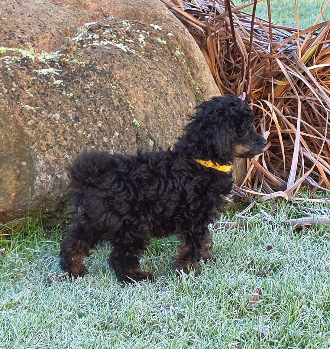 Miniature Poodle · 2025-10-22 · Kungsör · Monmo Line's