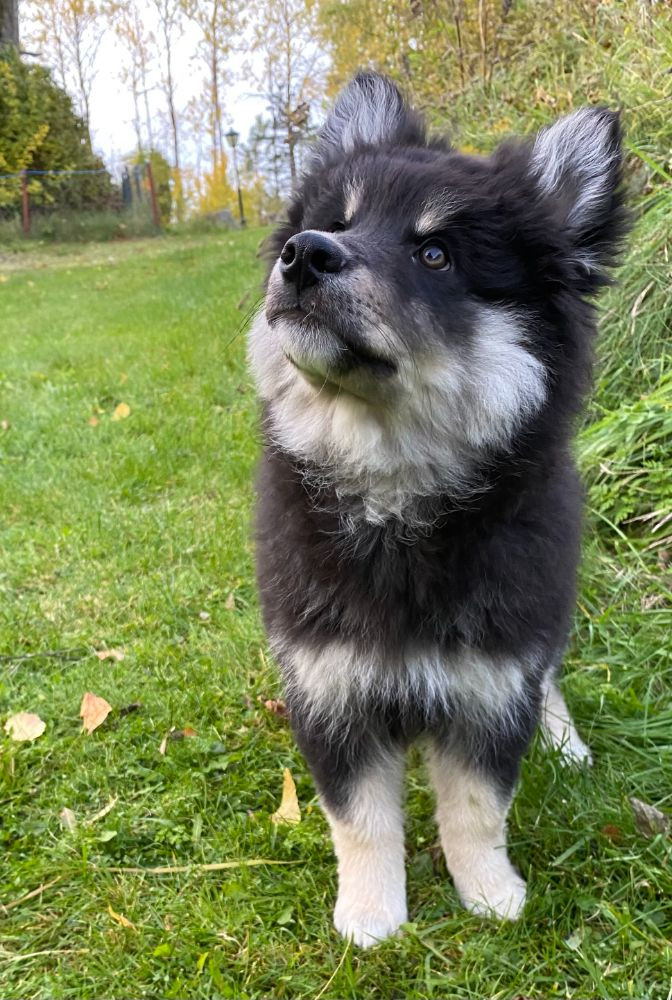 Finnish Lapphund