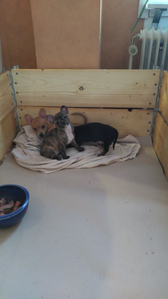 Ugly Dogs