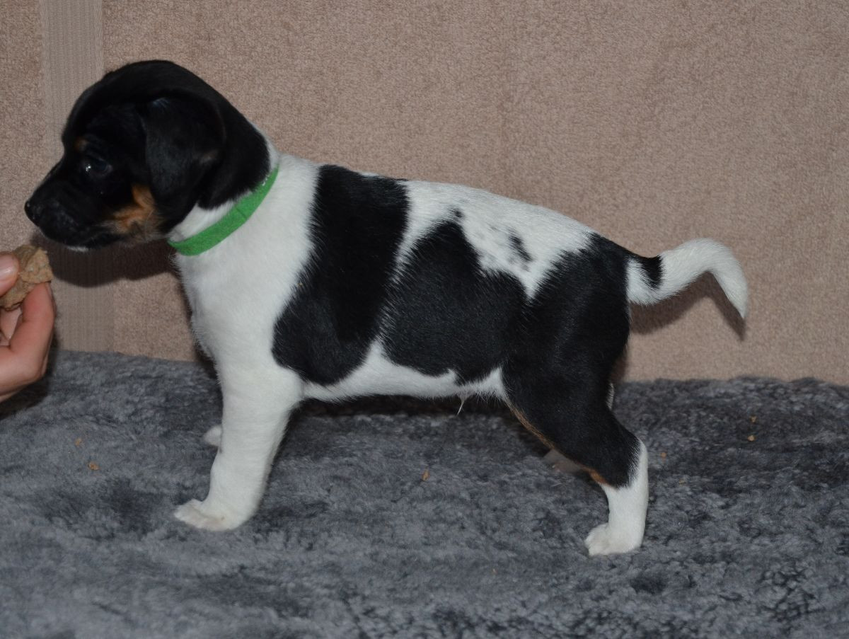 Danish Swedish Farmdog