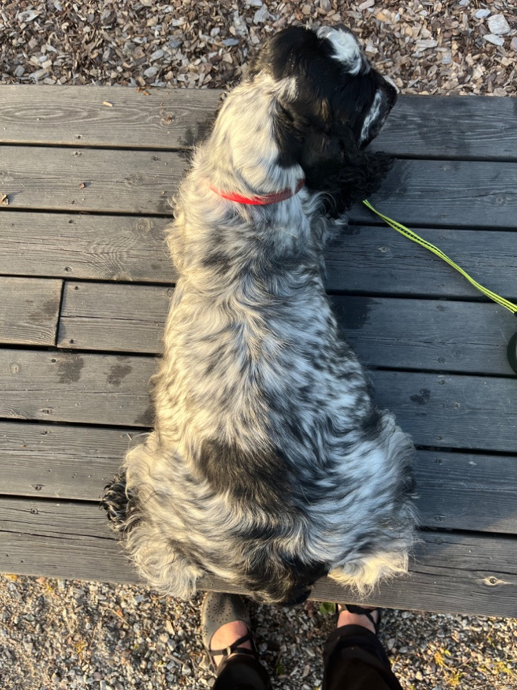 Cocker spaniel
