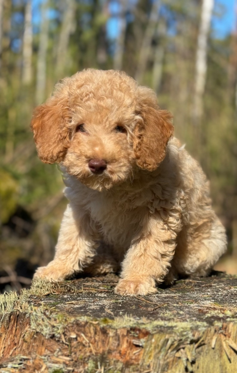 Isadoras Pudel och Cockerpoo