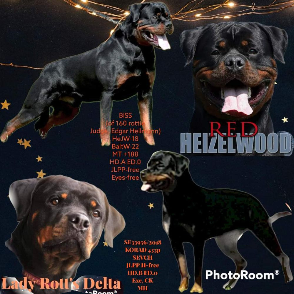 Rottweiler