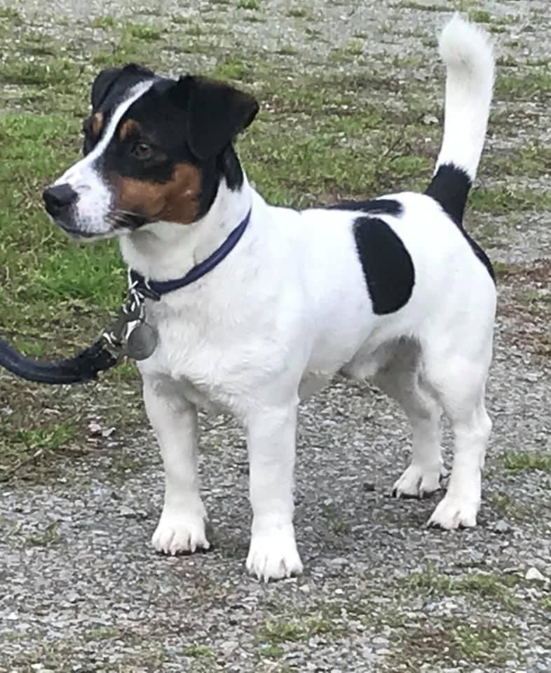 LIMELIGHT Kennels