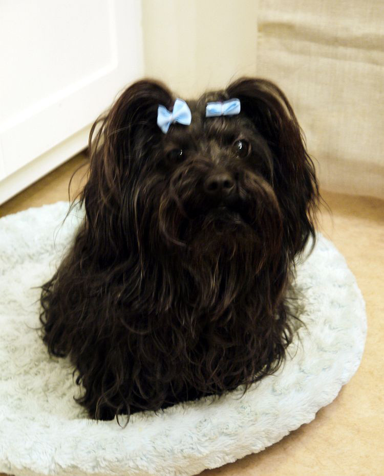 Russian Tsvetnaya Bolonka