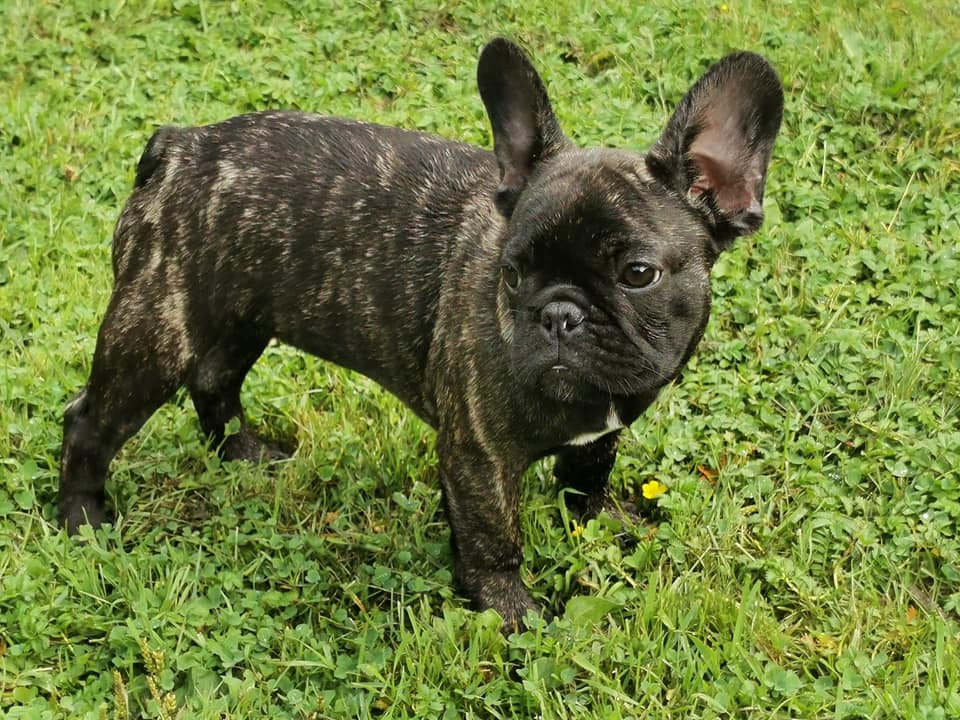 French Bulldog