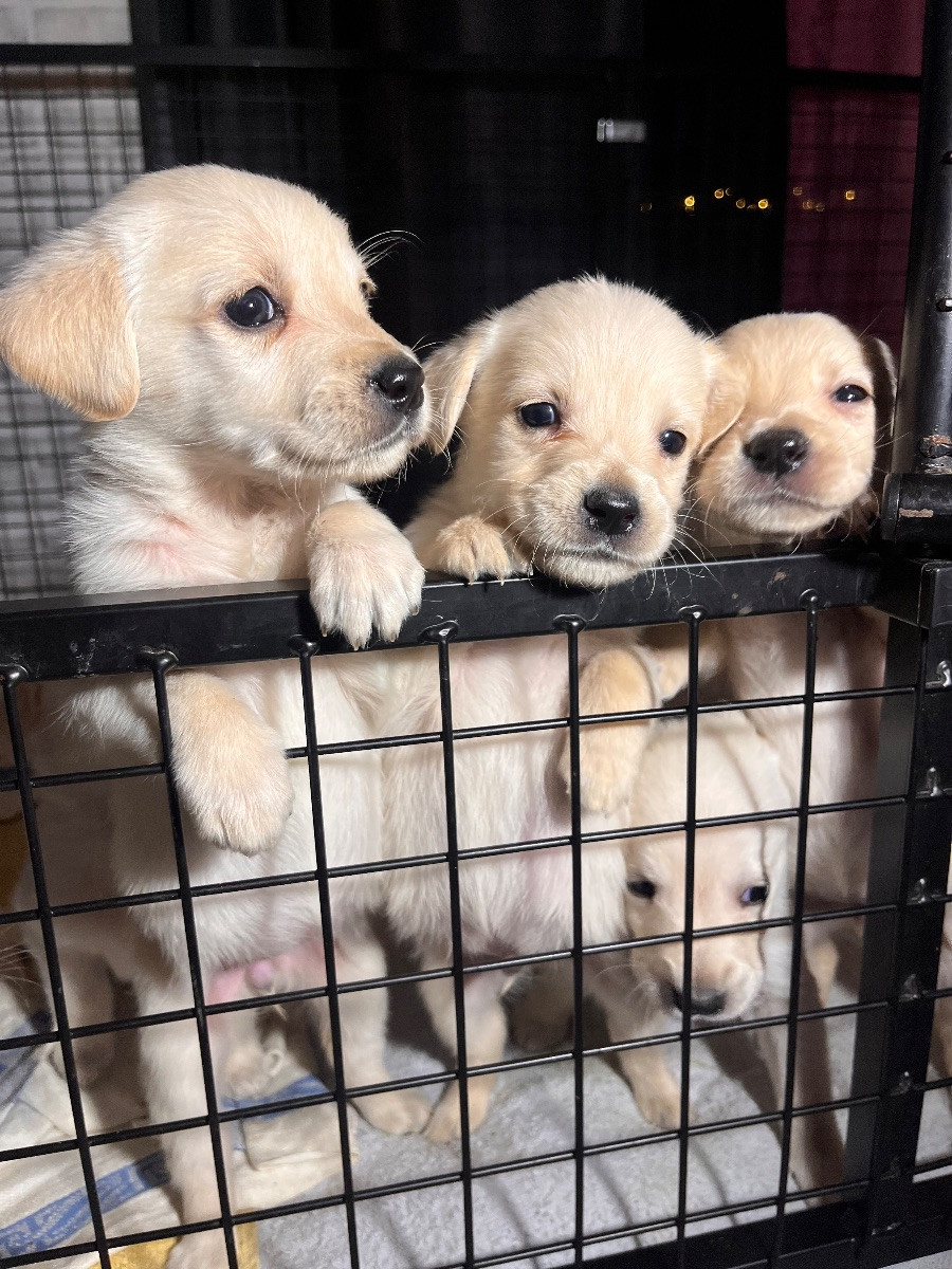 Golden Retriever och Labrador Retriever · 2025-10-27 · Eringsboda · Ann L.