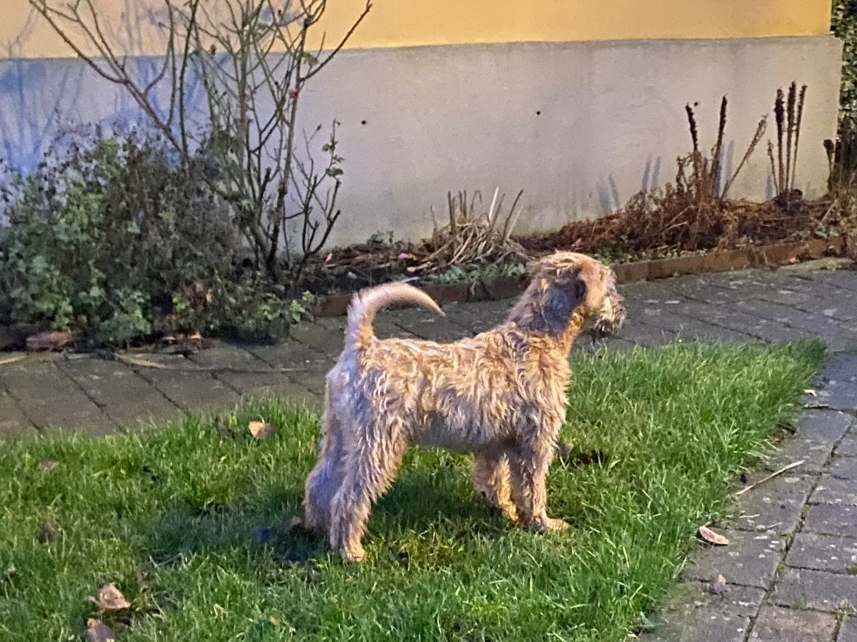 Irish Soft Coated Wheaten Terrier