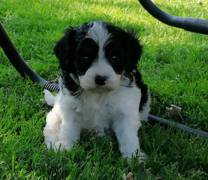 Hjortkvarns Cavapoo