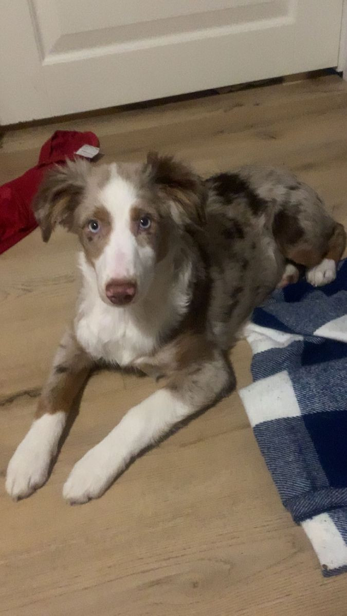 Miniature American Shepherd