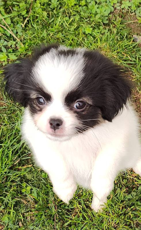 papillon,phalene och chihuahua