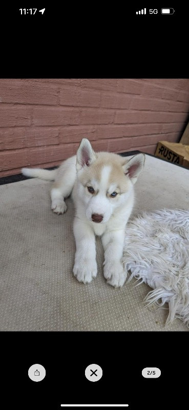 Siberian Husky