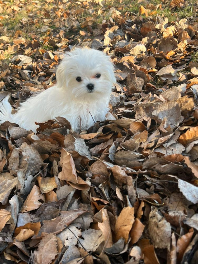 Puppies paradise