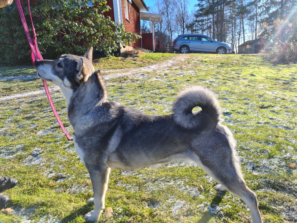 Våtsjötorps