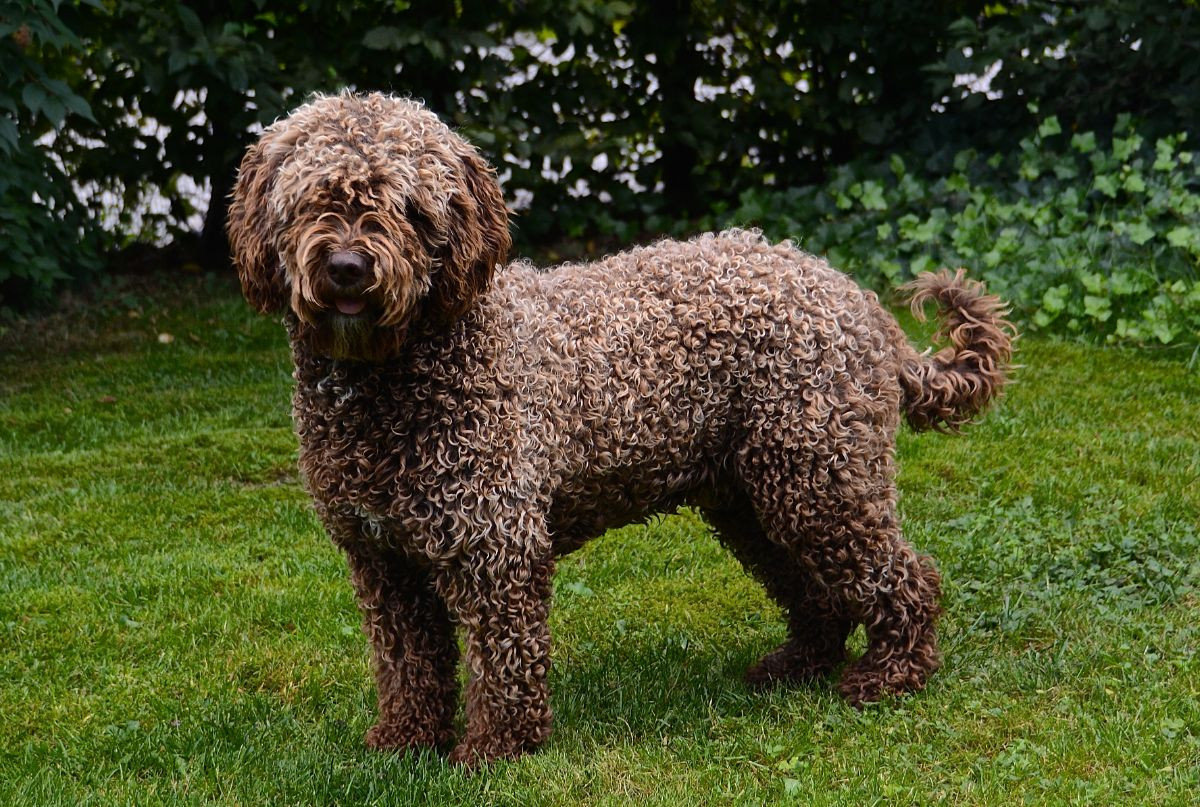 Spanish Water Dog (Perro de Agua Espanol)
