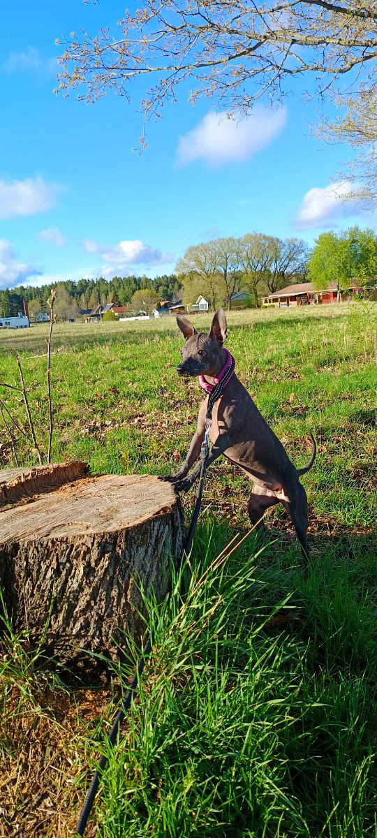 Xoloitzcuintle