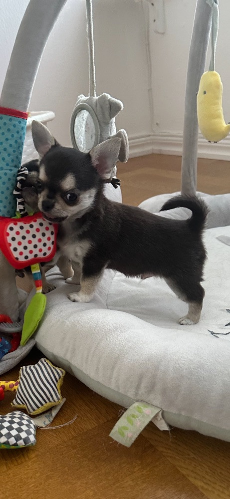 Mini chipette