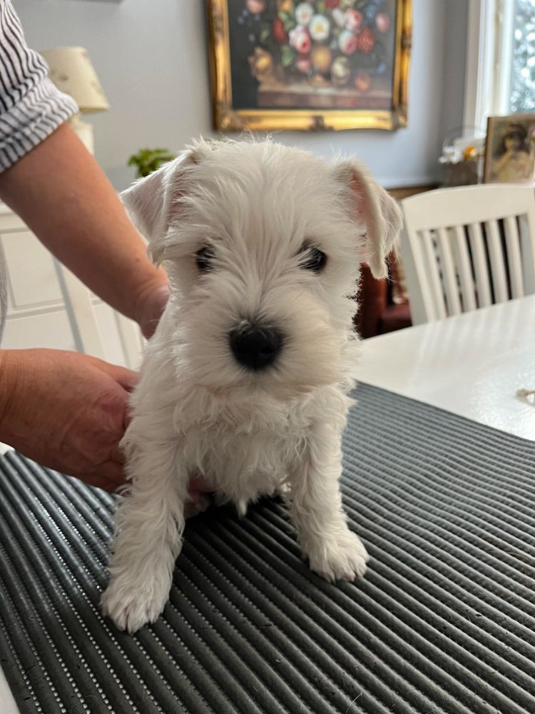 Miniature Schnauzer