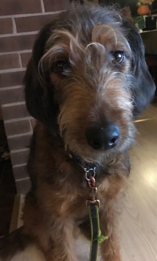 Labradoodle