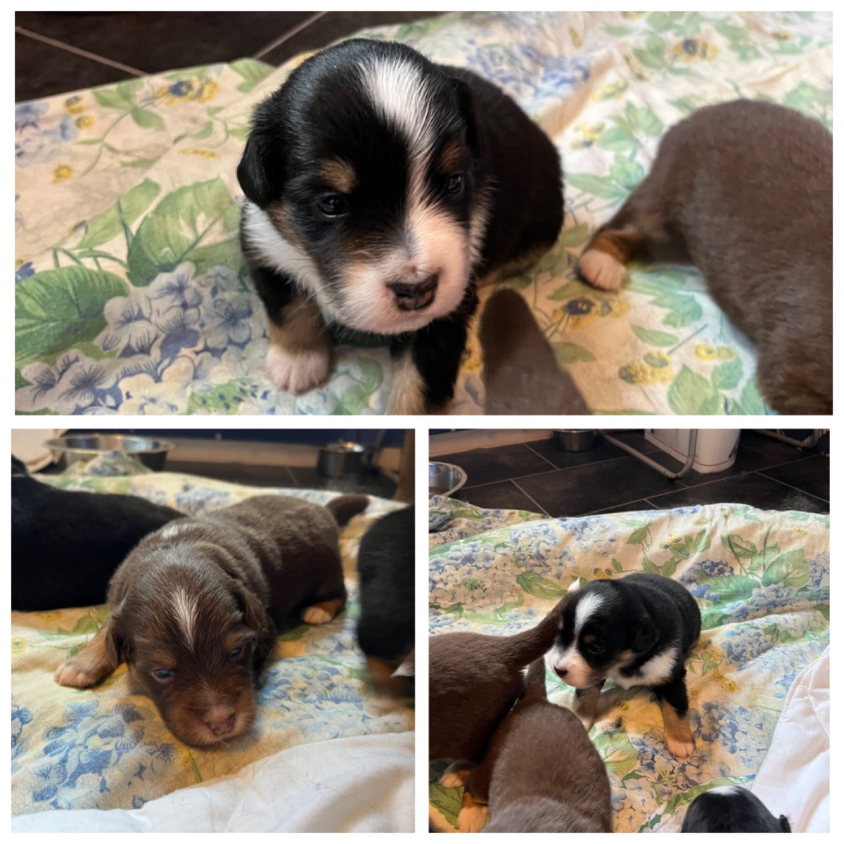 Miniature American Shepherd