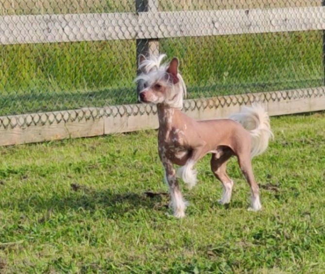 Chinese crested dog