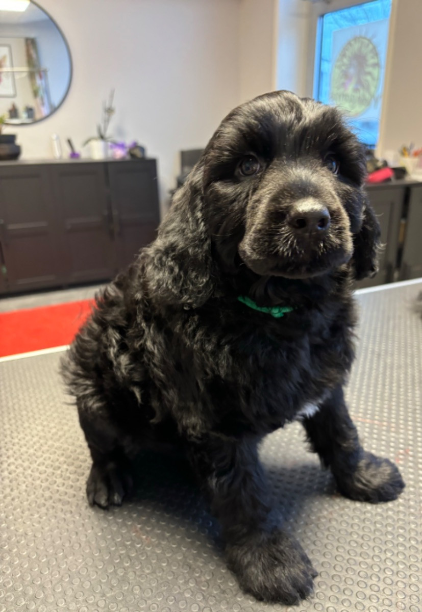 Portuguese Water Dog