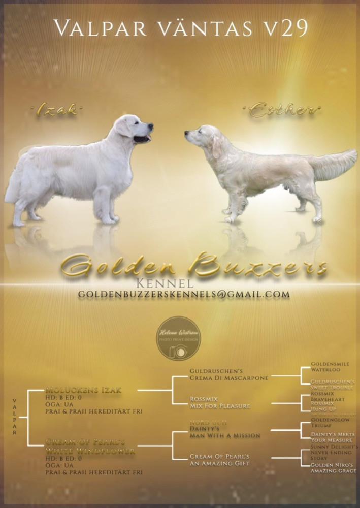 Golden Buzzers